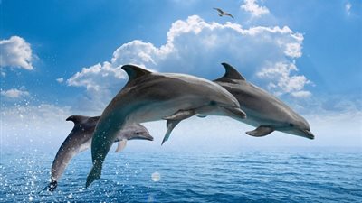 حقائق مذهلة عن الدلافين.. اكتشفها