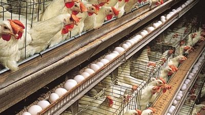 تراجع كبير فى أسعار الدواجن والبيض اليوم الخميس 6/9/2018