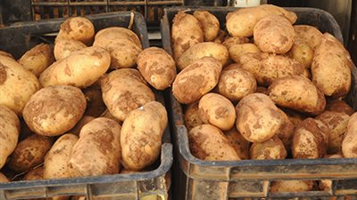 البطاطس تسجل 8 جنيهات في أسواق الإسماعيلية 