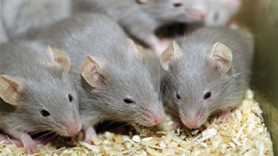 معلومات شيقة عن الفئران.. تعرف عليها