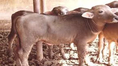 160 مليون جنيه لـ