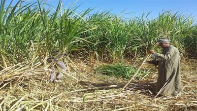 في عيد الفلاح.. مزارعو القصب في قنا: 
