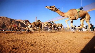 عاجل.. أخبار السعودية اليوم | تعرف على موعد إغلاق التسجيل للأشواط الختامية بمهرجان ولي العهد للهجن