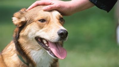 هل يجوز بيع الكلاب وتربيتها في المناطق السكنية؟