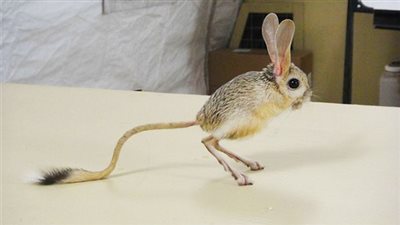 هل تعلم ما هو الحيوان الذي يعيش بدون شرب الماء؟.. حقائق شيقة