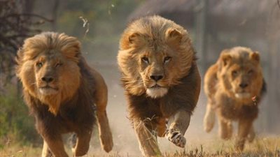 الأمن يداهم مزرعة لذبح الحمير.. ليجد مفاجأة 