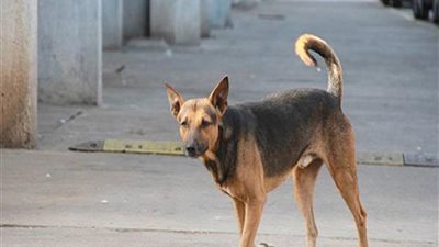 كلب ضال يعقر 3 أطفال في الغربية