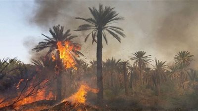 السيطرة على حريق شب بأشجار نخيل جنوب الأقصر 