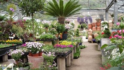 مصر تشارك في المعرض الدولي للنباتات والزهور بالإمارات