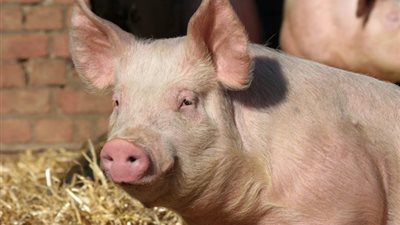 لماذا حرم الله لحم الخنزير؟