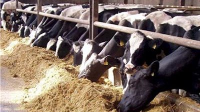 أول رد للحكومة على شائعة فرض ضرائب على رؤوس الماشية