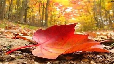 23 سبتمبر أول أيام فصل الخريف فلكيًا في الإمارات