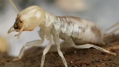 حظر إقامة أي منشآت في المنوفية إلا بعد اتخاذ الإجراءات ضد 