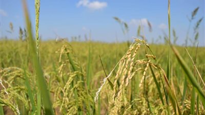 محافظ بورسعيد يشهد بدء حصاد الأرز بحقول سهل الطينة 