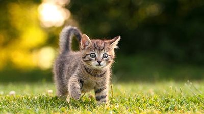 تعرف على أسباب تساقط شعر القطط