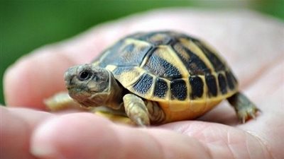 مفاجأة.. العثور على سلحفاة ميتة داخل 