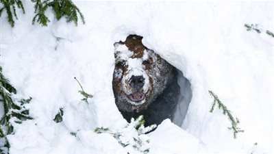 معلومات شيقة عن حدائق الحيونات.. اكتشفها