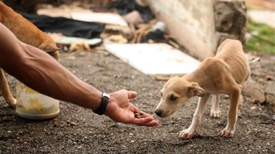 السعودية: غرامات مالية قاسية على 3 مخالفين لنظام الرفق بالحيوان