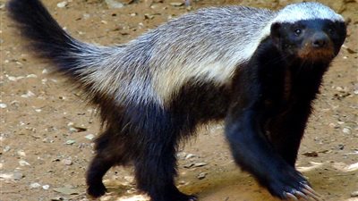 معلومات شيقة على أشرس حيوان بالعالم