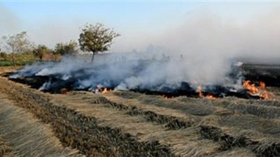 شئون البيئة: تحرير 157 محضرا بحرق قش الأرز