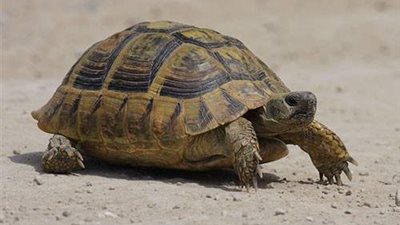 معلومات مذهلة عن 