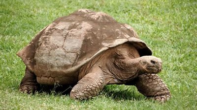 ما لا تعرفه عن أنواع السلاحف