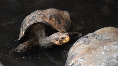 مسؤول ليبي يحذر من الممارسات غير القانونية تجاه السلاحف البحرية