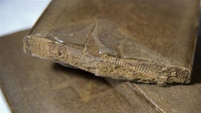 القبض على شاب يروج المخدرات بقفصة‎