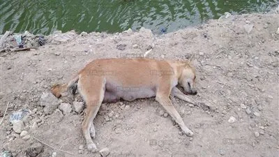 حملات مكبرة لمكافحة الكلاب الضالة بالسويس (صور) 