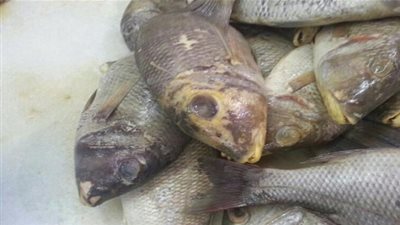 حجز أكثر من 600 كلغ من الأسماك الفاسدة بميناء صفاقس‎