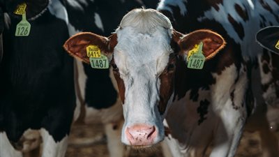 شركة ألبان تشارك في تطوير التعليم المهني للإنتاج الحيواني بالتعاون مع محافظة الوادي الجديد