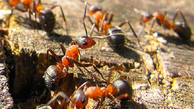 حقائق صادمة عن 