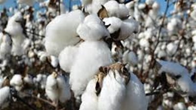 اتحاد الأقطان: توقعات بارتفاع الصادرات إلى 1.3 مليون قنطار   