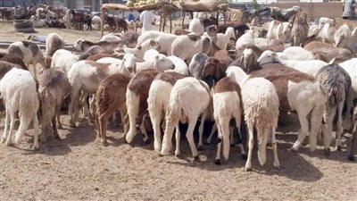 مدير الطب البيطري بمطروح يكشف تفاصيل المرض المنتشر بين الأغنام