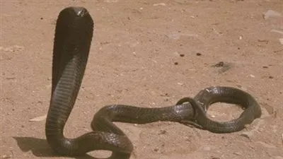 عجوز تتخلص من ثعبان ضخم بهذه الحيلة (فيديو)