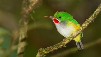 حقائق مذهلة حول طيور التودي.. اكتشفها