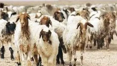 الطب البيطري بمطروح: أبلغنا الأجهزة الأمنية بمنع دخول أي حيوانات من ليبيا إلى مصر الآن