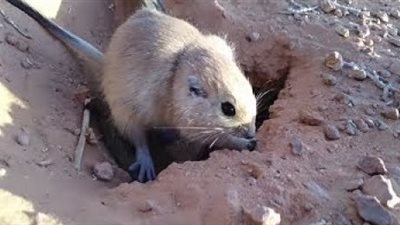 رئيس قسم بمعهد باستور: الجرذان البرية تنقل اللشمانيا الجلدية و العلاج موجود‎