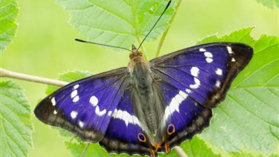 حقائق مذهلة عن الفراشات.. اكتشفها