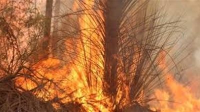 عاجل.. حريق جديد يضرب مزارع نخيل في الوادي الجديد