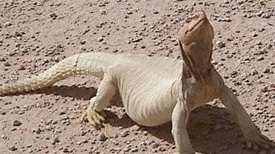 حقائق شيقة عن حيوان الضب