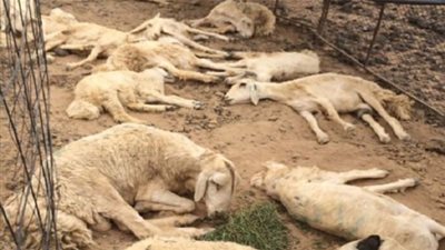 إكتشاف 33 بؤرة مرض 'اللسان الأزرق' و نفوق للأغنام بالقيروان‎