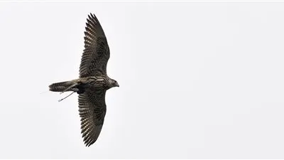 روسيا تعرض طائرة مسيرة على شكل صقر