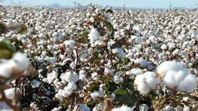 ممثل مزارعي القطن يكشف سبب رفض الحكومة لإستلام المحصول من الفلاحين