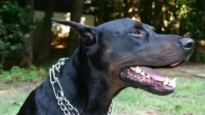 معلومات شيقة عن أخطر أنواع الكلاب بالعالم