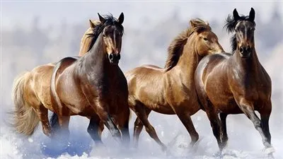 معلومات مدهشة عن الخيول.. اكتشفها