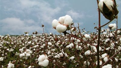الحكومة تؤكد إلتزامها على استلام القطن من المزارعين طبقا للأسعار المعلنة
