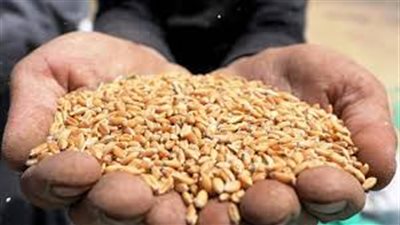 ميناء غرب بورسعيد يستقبل 63 ألف طن من القمح الروسي لأول مرة منذ 7 سنوات