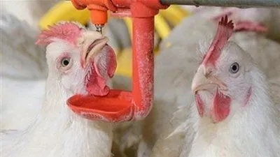 المحظور بيعها حية.. تعرف على أسعار الدواجن اليوم السبت 13-10-2018