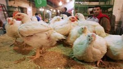 أستاذ أمراض الدواجن يكشف أسباب قانون منع تداول الطيور الحية
